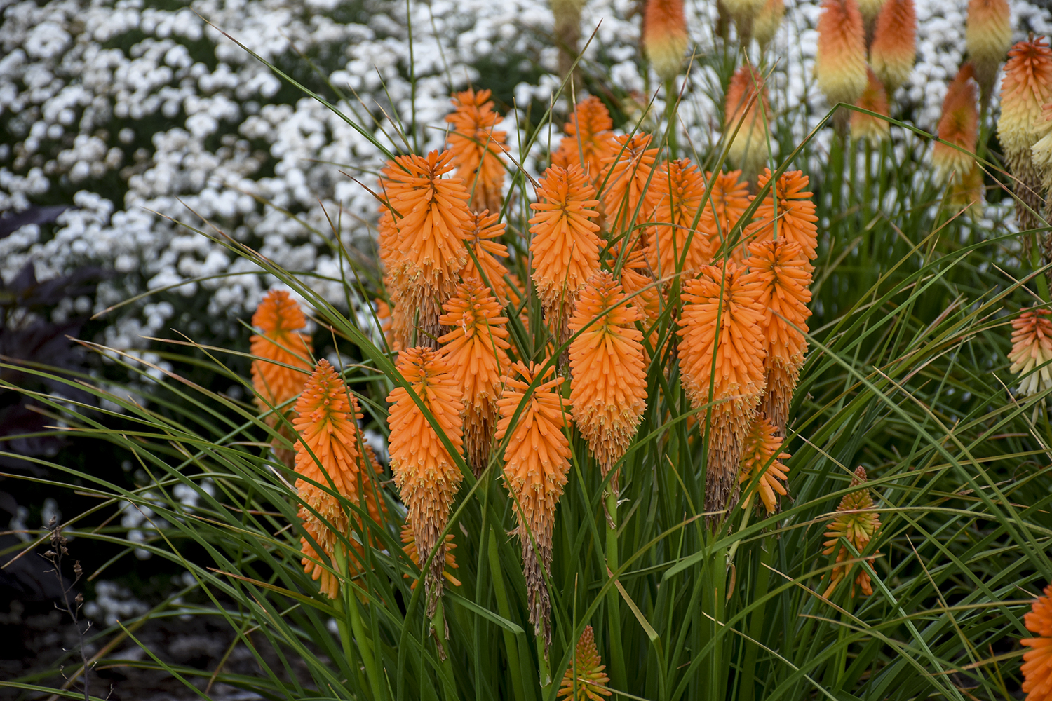 Kniphofia